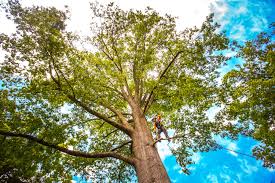 Best Tree Preservation Services  in Iowa, LA